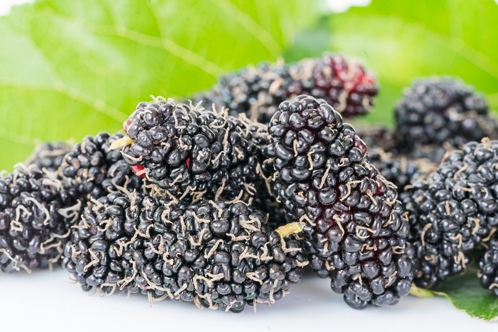 L&rsquo;impact écologique du Morus kagayamae Fruitless dans nos jardins